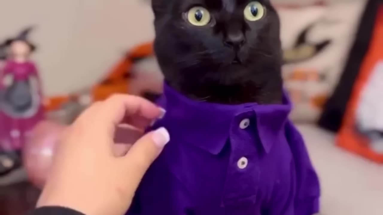 Dunno video. Dog funni video 2023 #funnivideo