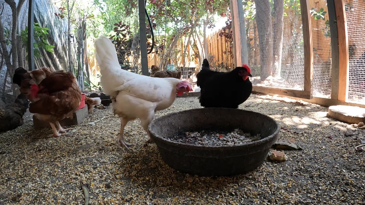 Backyard Chickens Fun Relaxing Video Sounds Noises Hens Roosters!