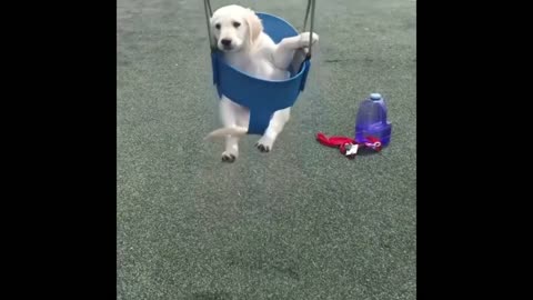 Cute, funny dog videos