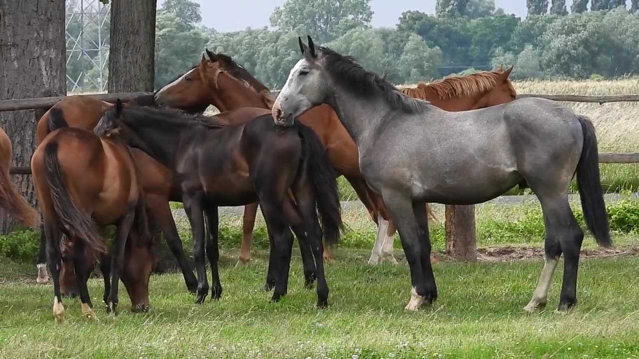 Beautiful Horses!
