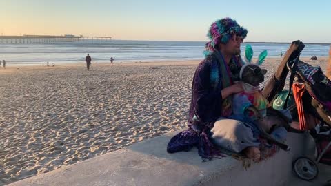 massage for funny dog relaxation on the beach.