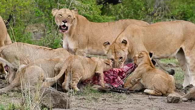 lion family eating