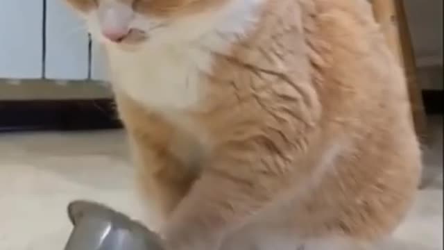 Best Funny Cats Compilation