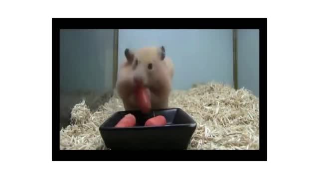Funny pets video 4