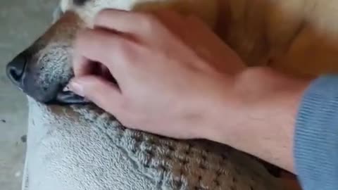 While the dog is sleeping, the owner puts food in her mouth.You should watch the reaction of the dog