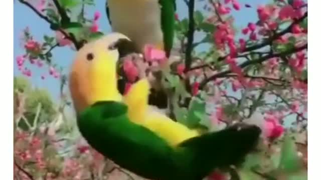 Birds feed on nuts and berries in the winter.
