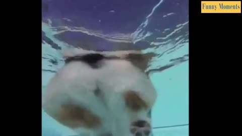 cutest cats compilation funny cat funny dog awesome animals