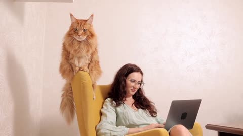Cat at Home