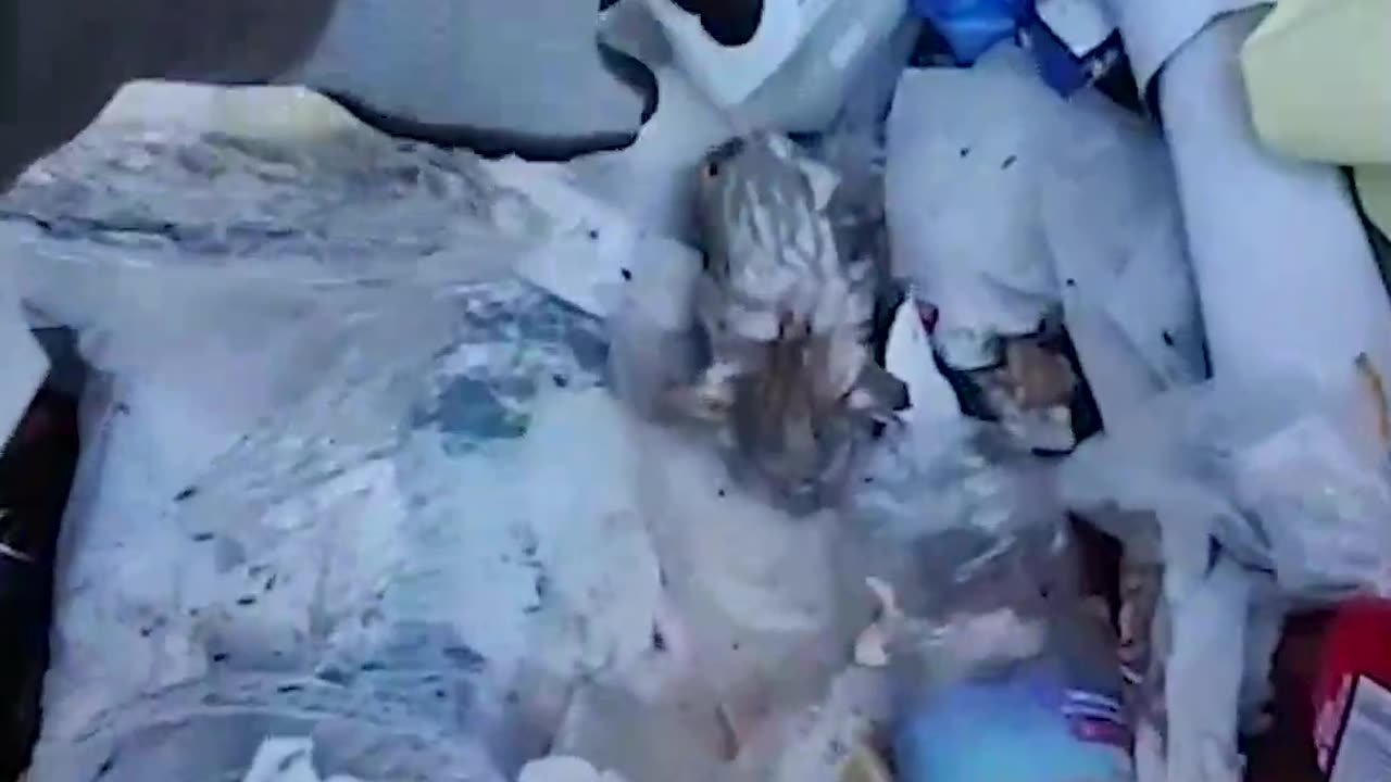 Kittens thrown in garbage rescued by trashman | Humankind