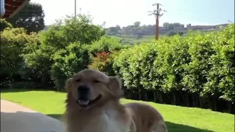 The dog who ignores everything