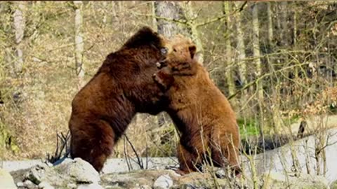 Brown Bear Battle #shorts #viral #shortsvideo #video