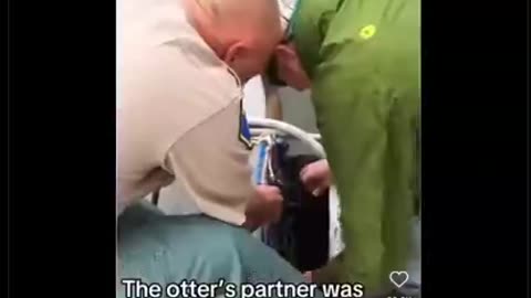 sea otter's