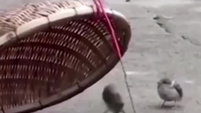 animals love