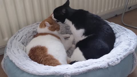 Cat Kisses Other Cat Then Immediately Attacks It 4K