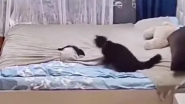 Mom cat fixed the bed after her kitten messed it up #15 😹😹 Funny Cat Videos