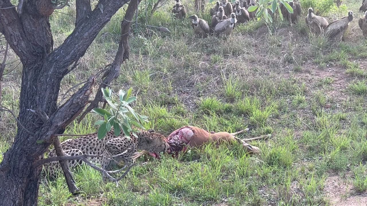 Cheetah Feeding on Pregnant Impala