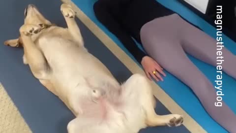 oga -- _magnusthetherapydog_-__dogyoga