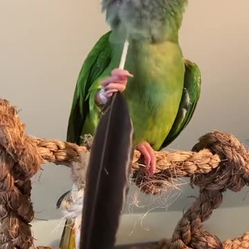 THE BLESSINGS OF LOYALTY - DAILY DEVOTIONAL ❤️