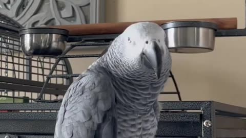 Cute adorable videos of birds - amazing cute birds