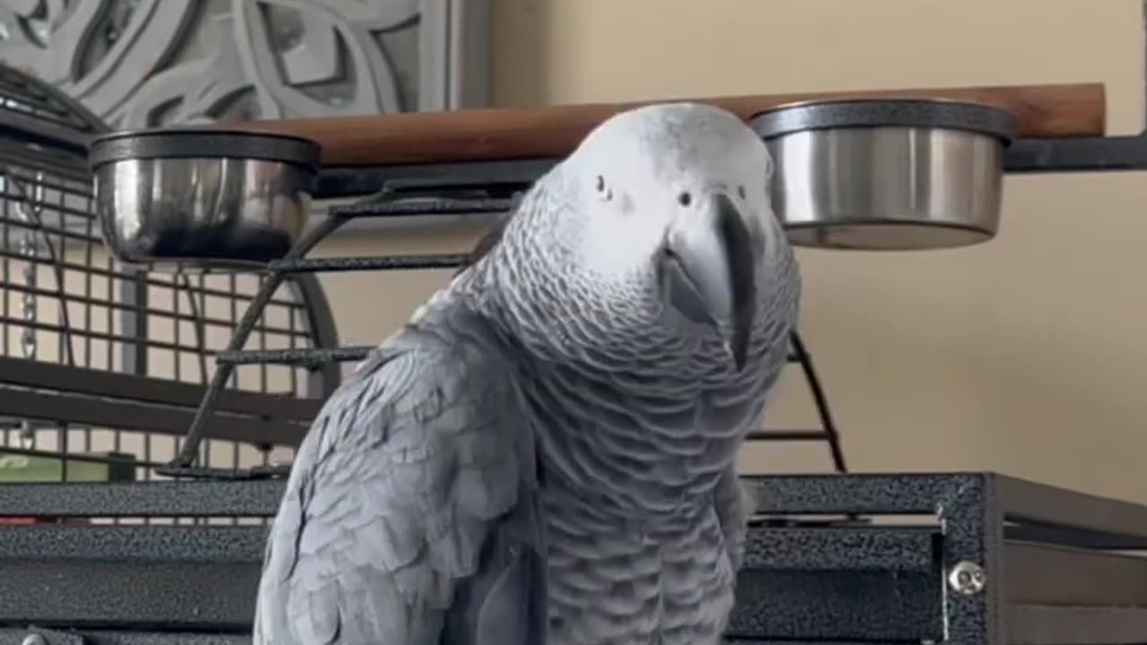 Cute adorable videos of birds - amazing cute birds