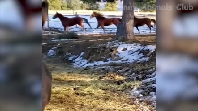 Funny animal videos