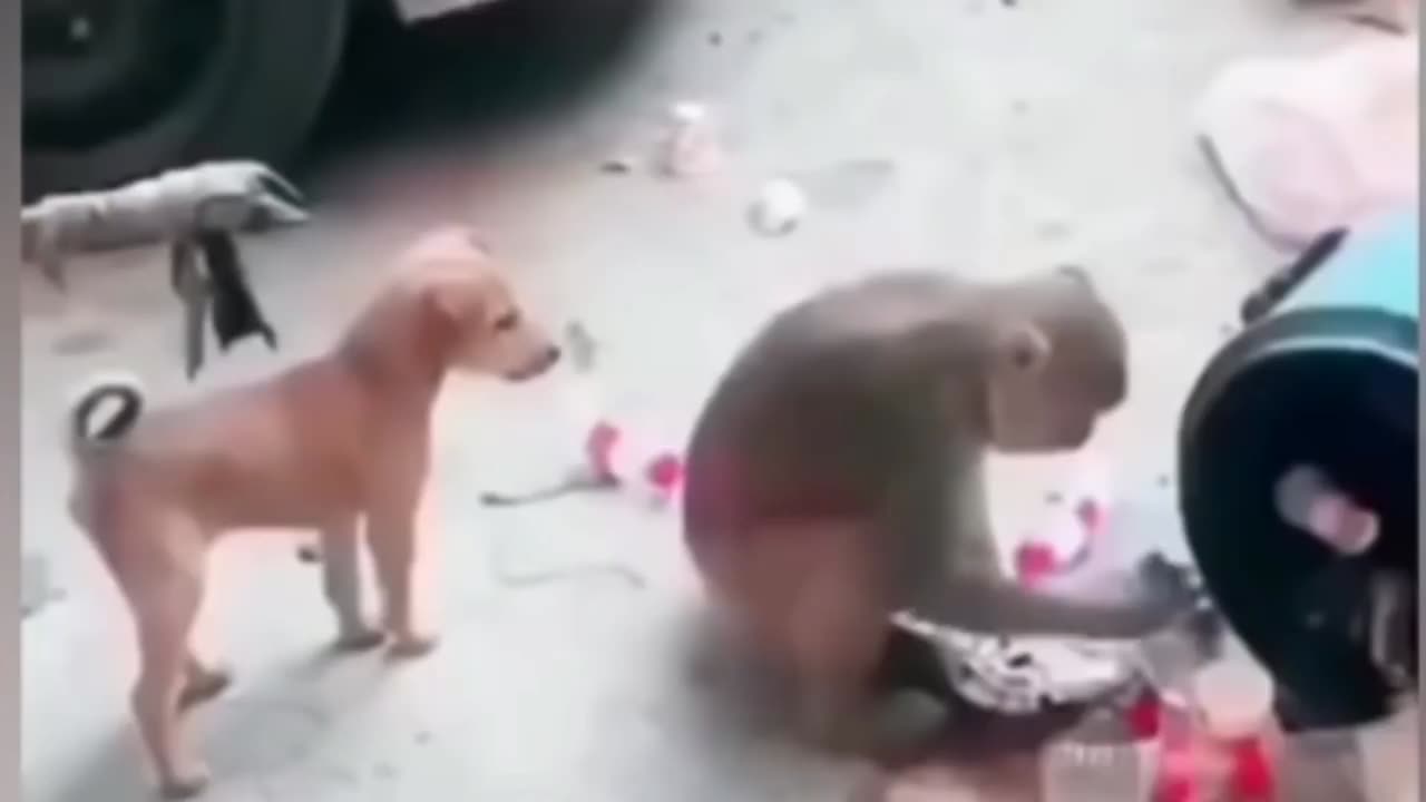 Monkey vs Dogs Real Fight Funny Video