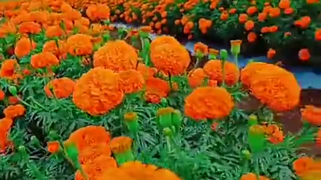 Flowers 💐 very nice view