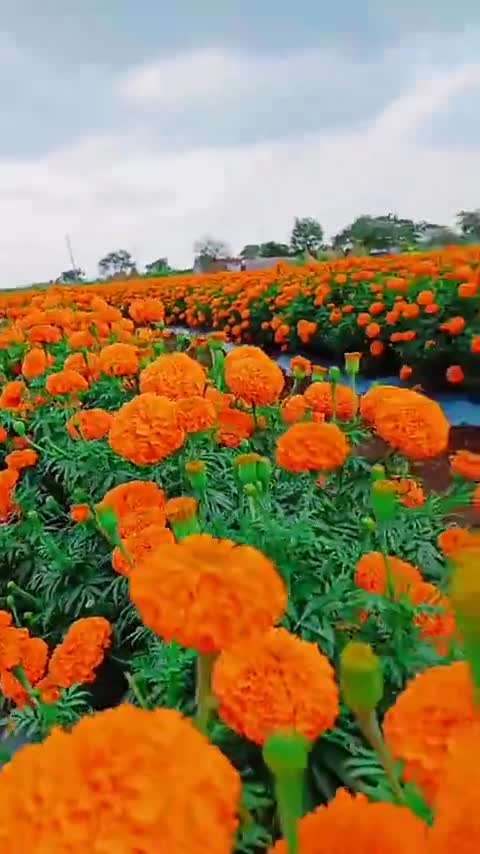 Flowers 💐 very nice view