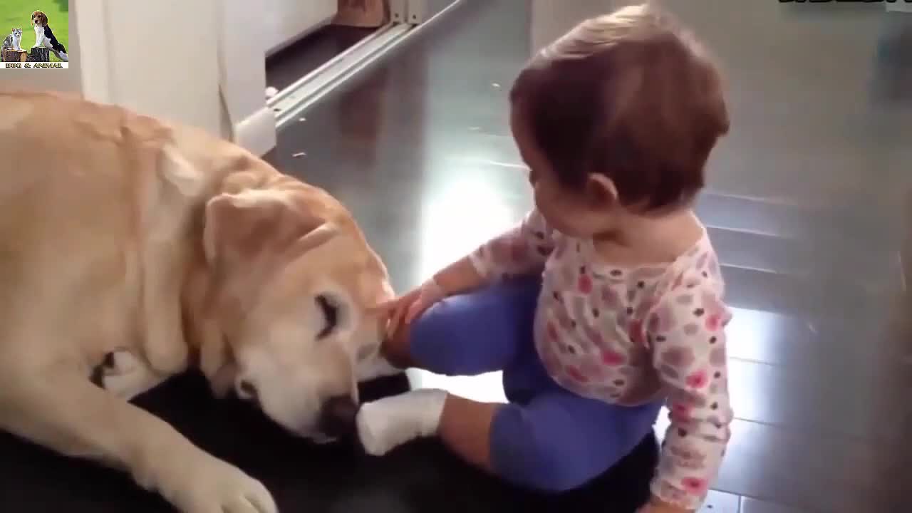 Dog protects baby from danger