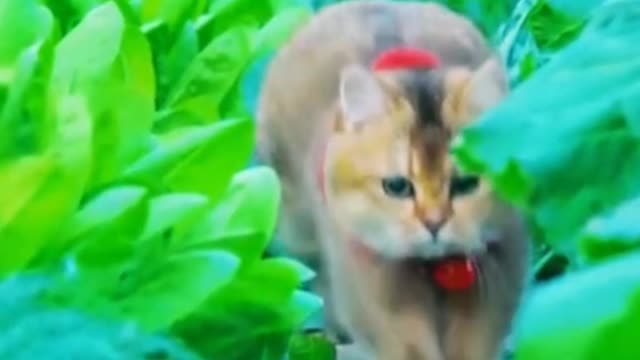 The Strawberry collar kitten is running fast towards you.