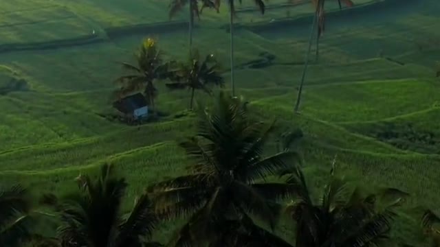 Morning in Bali