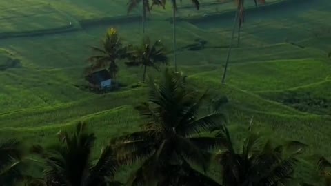 Morning in Bali