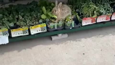 Rabbit found heaven on earth