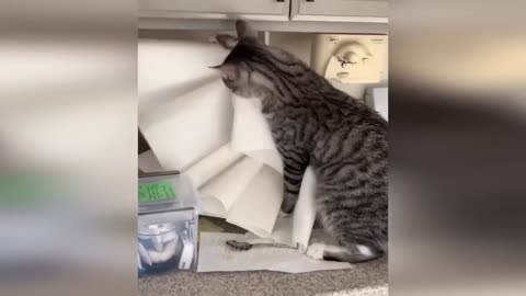 Funniest cat scenes😂