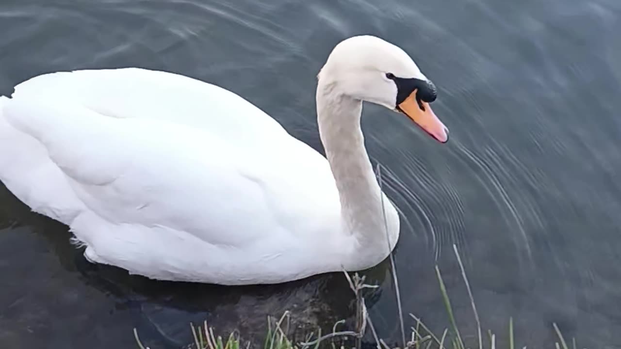 Swans