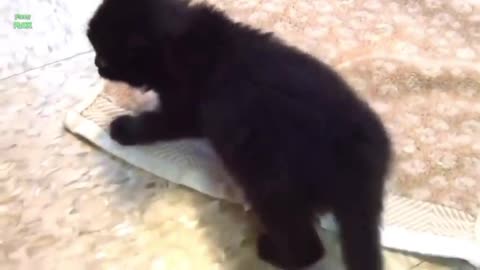 Funny cats and kittens video and compilation