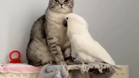 Cat playing with birds || so funny and lovely video