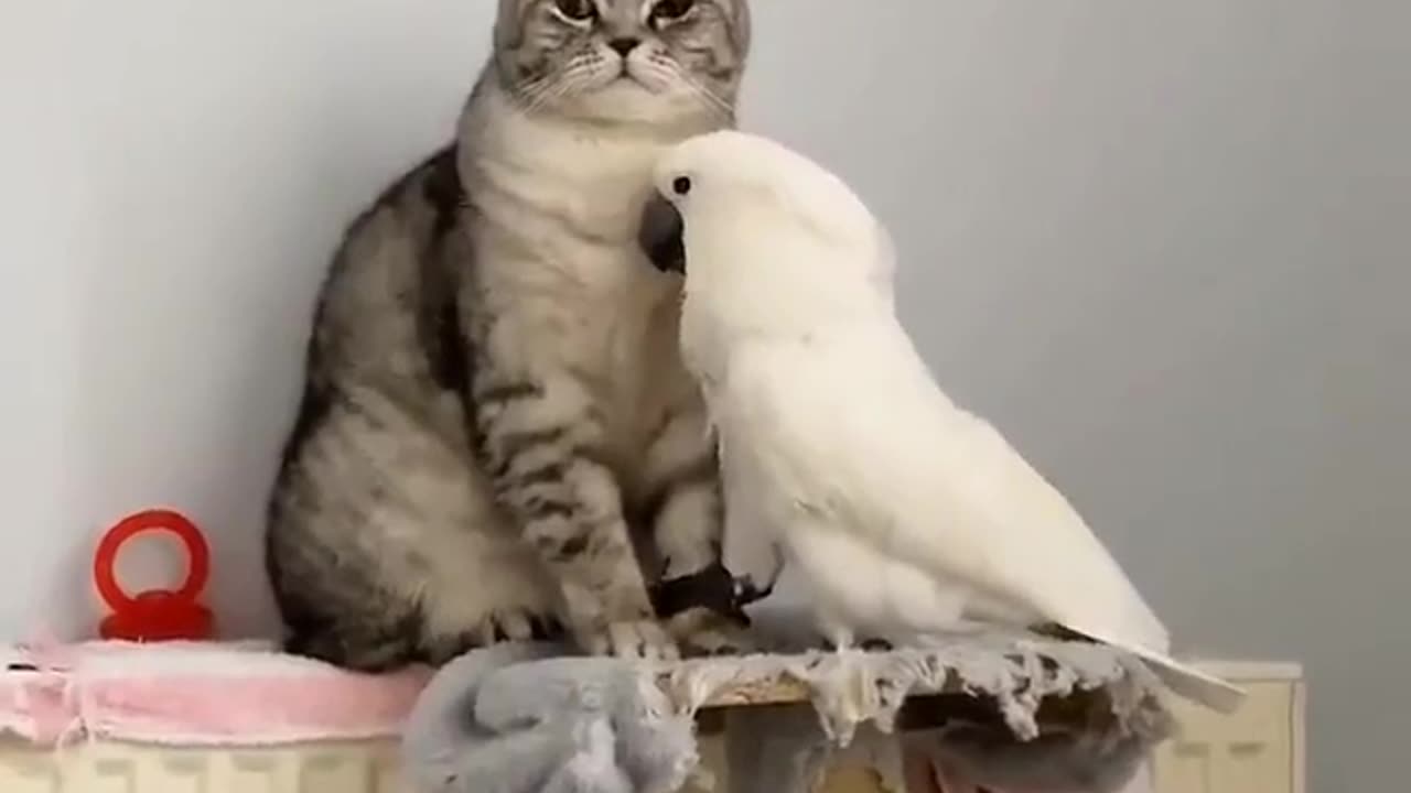 Cat playing with birds || so funny and lovely video