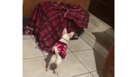 Home for dog lovers