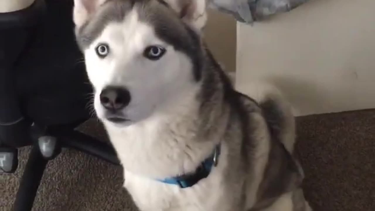 Siberian Husky speaking