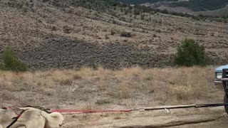 Sled Dog Team Pulling a Truck Uphill