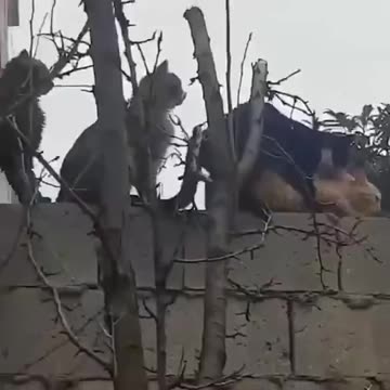 Pimp kitty keeps watchful eye on his kitty whore