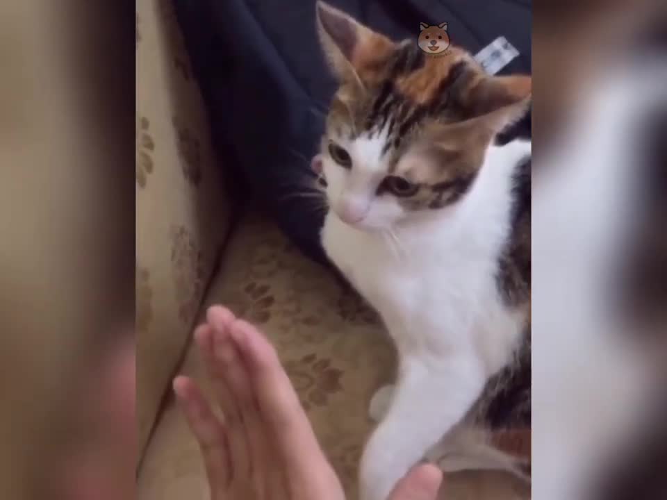 Laugh Out Loud Moments With These Hilarious Animals || Funny animals 🤣 ||