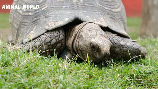 Animals around us, sounds, images of familiar animals