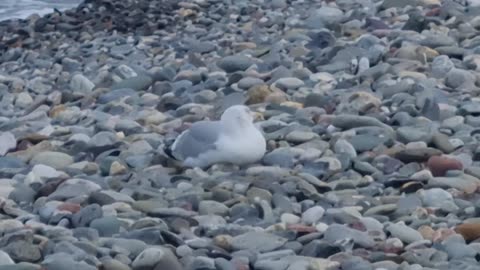 Herring Gull Sitting Down On A Beach In Great Britain.