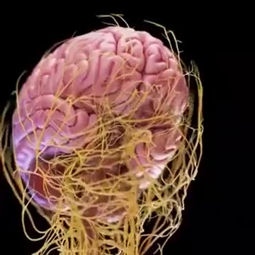 HUMAN Nervous SYASTEM from INSIDE