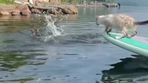 Cats and dogs go swimming together!
