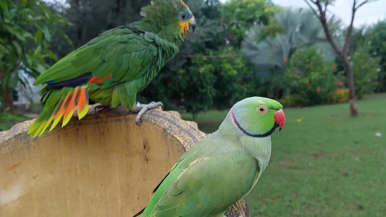 Cute green parrot in amazon