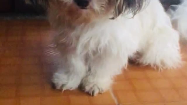 Mini Shih Zhu