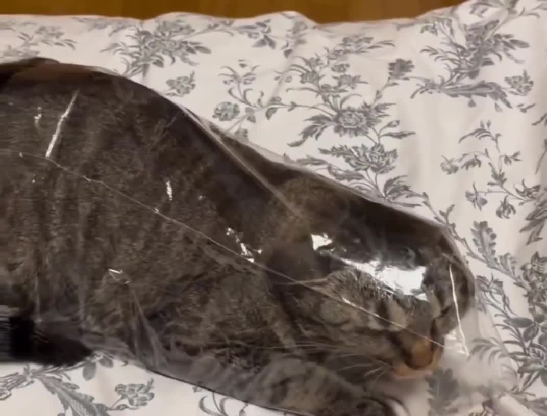 Crazy cat🤣🤣
